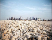 maher-attar-cotton-rocks- qatar-thumbnail